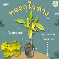 ราคา ต้นพันธุ์ทองอุไรด่าง สูง 30~60 ซม. ทองอุไร (20680744539)