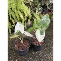 ราคา บอนกระดาดด่างขาว ไซต์เล็ก (17957312631)