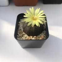 ราคา เมล็ดเฟเรีย คัสทาเนีย Frailea castanea (4635021463)