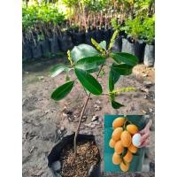 ราคา ต้นมะยงชิดทูลเกล้าเสียบยอด ลูกใหญ่ผลดก เนื้อหวานอมเปรี้ยว (4974657107)