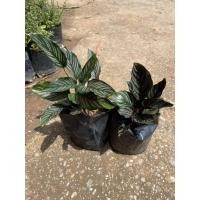 ราคา คล้าขุนแผน+คล้านางพิม เซตคู่ (8952315288)