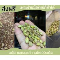 ราคา ส่งฟรี แพ๊ค100เมล็ด monstera มอนสเตอร่าไจแอนท์ แต่งคอนโด ประดับห้อง เมล็ด มอนสเตอร่า ไม้ประดับยอดฮิต (7552029912)