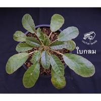 ราคา มะพร้าวทะเลทรายใบกลม ดอร์ส ดอส ดอสทีเนีย กระบองเพชร มะพร้าวทะเลทราย ใบกลม Dorstenia เมล็ดมะพร้าว ทะเลทราย เมล็ด แคคตัส (6916075851)