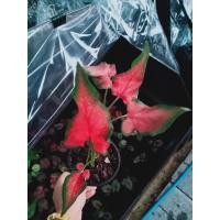 ราคา บอนสีหงษ์หยกสวยๆเลยจ้า จัดส่งต้นเล็กกว่าที่โชว์นิดนึงค่ะ (5083068965)