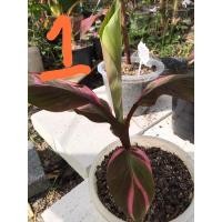 ราคา กล้วยโนโน๊ะกล้วยด่างชมพูไม้หน่อ100% (18465335912)