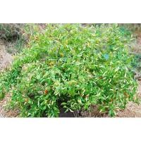 ราคา เมล็ดพริกกะเหรี่ยง พันธุ์แท้ (เมล็ดคัด)1000เมล็ด ชื้อ2ชุด แถม 1ชุด (5007272537)