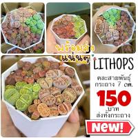 ราคา มาใหม่ ไลทอป คละสายพันธุ์ กระถาง 7 cm. พร้อมส่ง Lithops ไม้อวบน้ำ (18671847145)