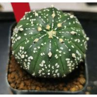 ราคา แอ​สโตร​ไฟตั้ม เชื้อวี #แคสตัส castus​ astrophytum แอสโตร แอสโตร​ไ​ฟตั้​ม แอสโตรไฟตัม กระบองเพชร แอสโตรวี super (10370544417)