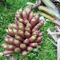 ราคา หน่อกล้วยนาก กล้วยคลั่ง #กล้วยกุ้ง #กล้วยแดง กล้วยโบราณหายาก ปลูกเป็นประดับได้ สุกหอมหวานอร่อย เนื้อแน่น (15204023116)