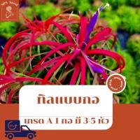 ราคา ทิลแลนเซีย Tillandsia Ionantha แบบ 1 กอ มี 3-5 หัว (15836209717)