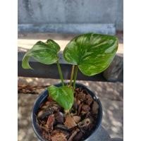 ราคา เสน่ห์จันทร์แดงประกายดาว (3086745164)