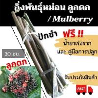 ราคา กิ่งพันธุ์หม่อนลูกดก กิ่งพันธุ์มัลเบอรี่ พันธุ์เชียงใหม่60 20กิ่ง แถมอีก 5กิ่ง ฟรีน้ำยาเร่งราก ต้นหม่อน มัลเบอรี่ (8655425221)