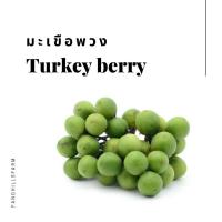 ราคา ค่าส่งถูก!! มะเขือพวง [สินค้าเกษตรชุมชน] ✅ มีการรับประกันสินค้าทั่วประเทศ (8672695563)