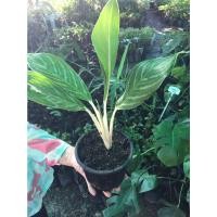 ราคา ต้นคฑาเงิน อโกลนีมา ต้นไม้มงคลพร้อมส่งกระถาง 4 นิ้ว ราคา 159 บาท (14915210175)