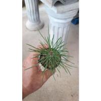 ราคา สนดำญี่ปุ่น........... (18251625180)