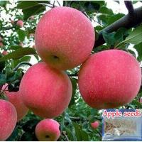 ราคา จุดประเทศไทย ขายส่ง 50 เมล็ด เมล็ดแอปเปิ้ลป่า Seeds Apple บอนไซ Bonsai Apple Tree บอนไซต้นไม้จิ๋ว Plant Bonsai Tree Live (8130639343)