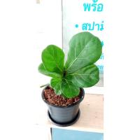 ราคา ไทรใบสักRMBไม้ฟอกอากาศ​สูง13นิ้ว (6677750838)