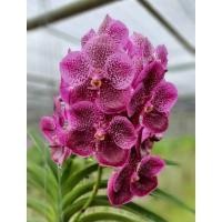 ราคา กล้วยไม้แวนด้า Bridgeheart Top ไม้ใหม่ไม่ติดดอก พร้อมส่ง (11930956128)