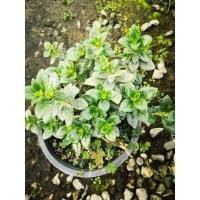 ราคา ปลาทองนำโชคต้นไม้มงคล กระถาง 8นิ้ว (11034788359)