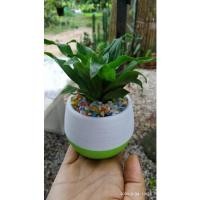 ราคา ต้นวาสนาแคระไม้ฟอกอากาศ (12015322834)