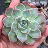 ราคา Echeveria hyalina กุหลาบหิน ไม้อวบน้ำ succulent (10426919430)