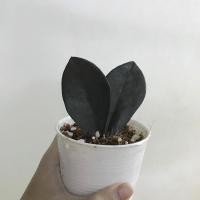 ราคา กวักมรกตใบดำไซต์ตั้งโต๊ะทำงาน (4852189535)