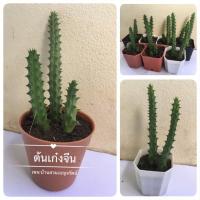 ราคา ต้นเก๋งจีน ไม้อวบน้ำ แคคตัส (7289618847)