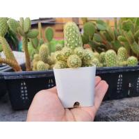 ราคา "นิ้วทอง" (Mammillaria Elongate) แคคตัส กระบองเพชร cactus แคคตัส ไม้อวบน้ำ (19344593748)