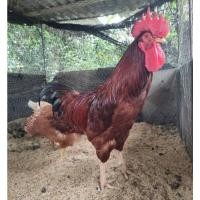 ราคา ไข่เชื้อ พ่อพันธุ์โร๊ดไอส์แลนด์เรด แม่ไก่ไฮบริด ชุด10ฟอง (14081735565)