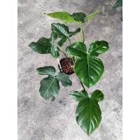 ราคา Philodendron barrosoanum ฟิโลฯมิกกี้เมาส์ สายสะสมต้องมี (21880854611)