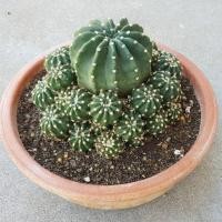ราคา แคคตัสอิชินอปซิส ฟอร์มกอ กระถาง 6 นิ้ว ไม่รวมกระถาง (3574841160)