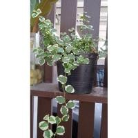 ราคา ต้นตีนตุ๊กแกด่างไม้เลื้อย (9212617781)