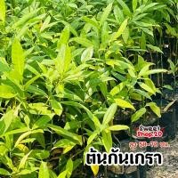 ราคา ต้นกันเกรา ต้นสวย แข็งแรง จัดส่งไว (17024126176)