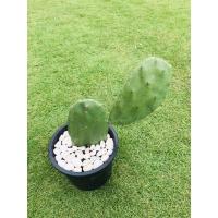 ราคา ต้นกระบองเพชรรับประทานผล สายพันธุ์ Opuntia ficus-indica #โอพันเทีย #Opuntia cactus #ใบเสมา #แคคตัส #พันธุ์ไม้หนาม (5644332964)