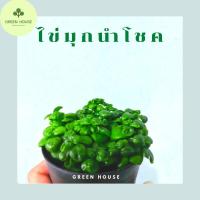 ราคา ต้นไข่มุกนำโชค ไม้มงคล (6780927659)