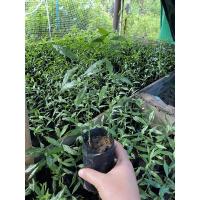 ราคา กล้าผักหวานป่าพันธ์ุยอดอ่อนใบเหลือง 10 ถุง รากเดินเต็มที่ พร้อมปลุก (19244485730)