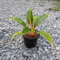 ราคา ต้นเศรษฐีก้านทอง ราคาถูก พร้อมกระถาง 6 นิ้ว (10616787954)