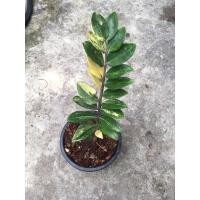 ราคา ต้นกวักมรกตใบด่างก้านชมพู (7850634891)