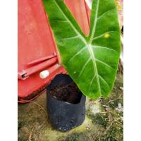 ราคา ต้นว่านพญาจงอาง พร้อมส่งคะ (10853393945)