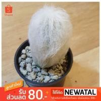 ราคา Cactus แคคตัส กระบองเพชร Espostoa (1042889256)