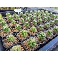 ราคา Golden Barrel แคคตัสถังทอง (8961094864)