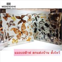 ราคา แมลงสต๊าฟ ตกแต่งบ้าน ตั้งโชว์ แมลงจริงสต๊าฟ สีสันธรรมชาติ สวยงาม ที่ทับกระดาษ (9180066761)