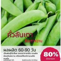 ราคา เมล็ดพันธุ์ ถั่วลันเตาหวาน 40 เมล็ด Sugar Pea, Sweet peas ถั่วลันเตา ✅ราคาถูกปลูกง่าย ปลูกไว้ทานกินเองซื้อ10แถม1คละได้ (2535547308)