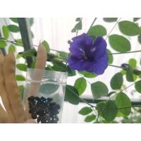 ราคา เมล็ดดอกอัญชัน (Butterfly pea) เมล็ดดอกอัญชันกลีบซ้อน 5 ชั้น 40 เมล็ด ปลอดสารพิษ (15972195535)