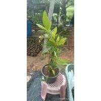 ราคา ต้นกระดิ่งนางฟ้า ขนาด( 40-50Cm. ) (7436508394)