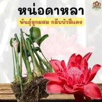 ราคา หน่อดาหลา ดอกดาหลาลูกผสม กลีบบัว 20-30 ซม. สีแดง ไม้พุ่มใหญ่ สวยมาก เก็บปลายทาง (8875367687)