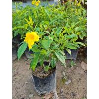 ราคา ทองอุไร,ต้นทองอุไร#ไม้มงคล,ไม้ประดับ (15846170263)