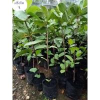 ราคา ฝรั่งกิมจู ทาบกิ่ง ราคา 69.- (21103014990)