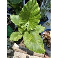 ราคา หูช้างด่างเหลือง(สูง 30+cm) บอนสี หูช้าง ต้นหูช้าง ต้นหูช้างด่างเหลือง (17466939819)