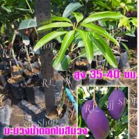 ราคา 1ต้นพันธุ์มะม่วงสายพันธุ์ใหม่ ” มะม่วงน้ำดอกไม้สีม่วง “ ต้นเสียบยอด สูงประมาณ 35 ซม.สูงขึ้นไป ต้นแข็งแรงพร้อมจัดส่ง (8167597710)